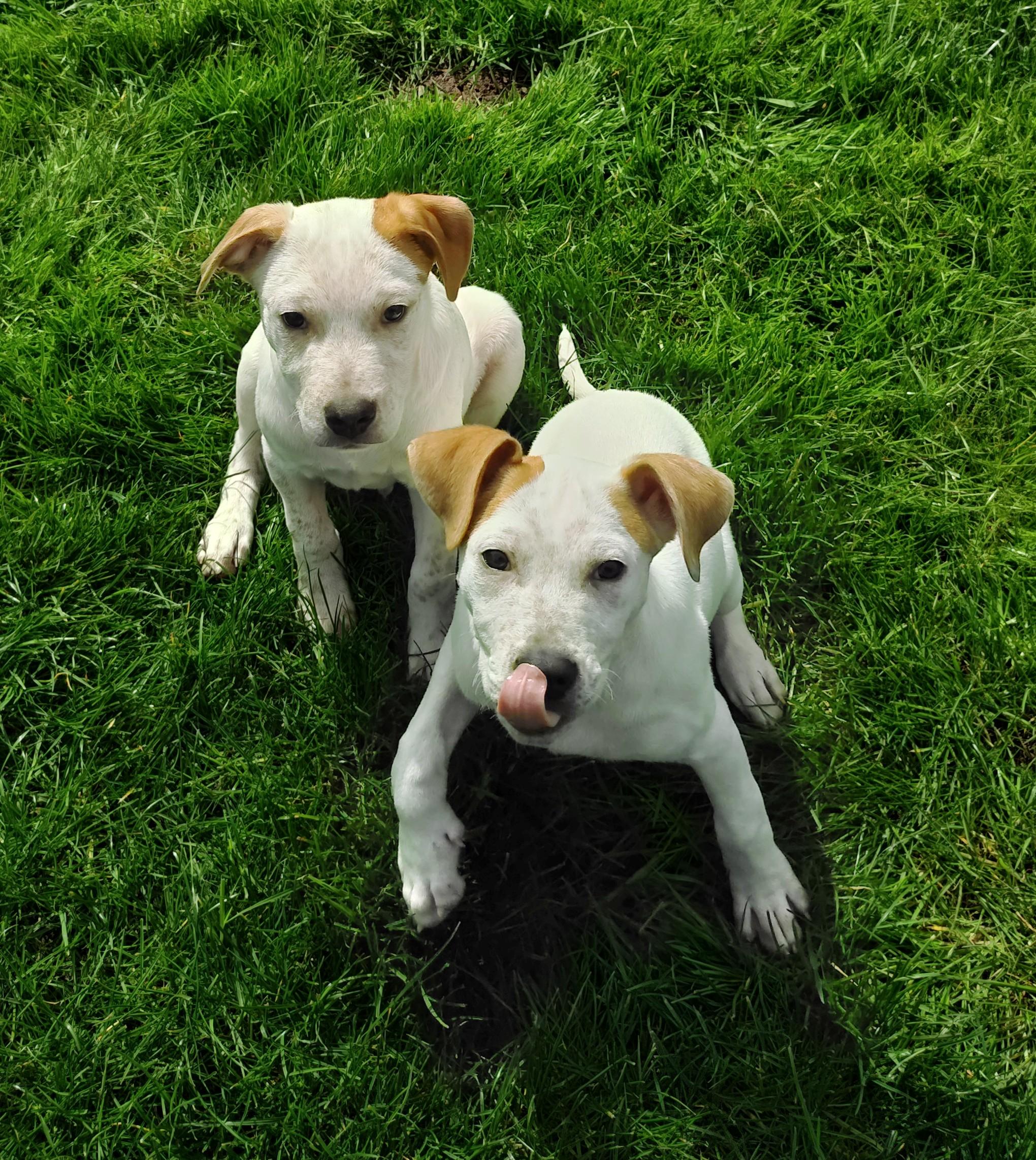 Enlarge Hamlet, a ADOPTABLE mixed breed in Bellingham, WA image 5/6