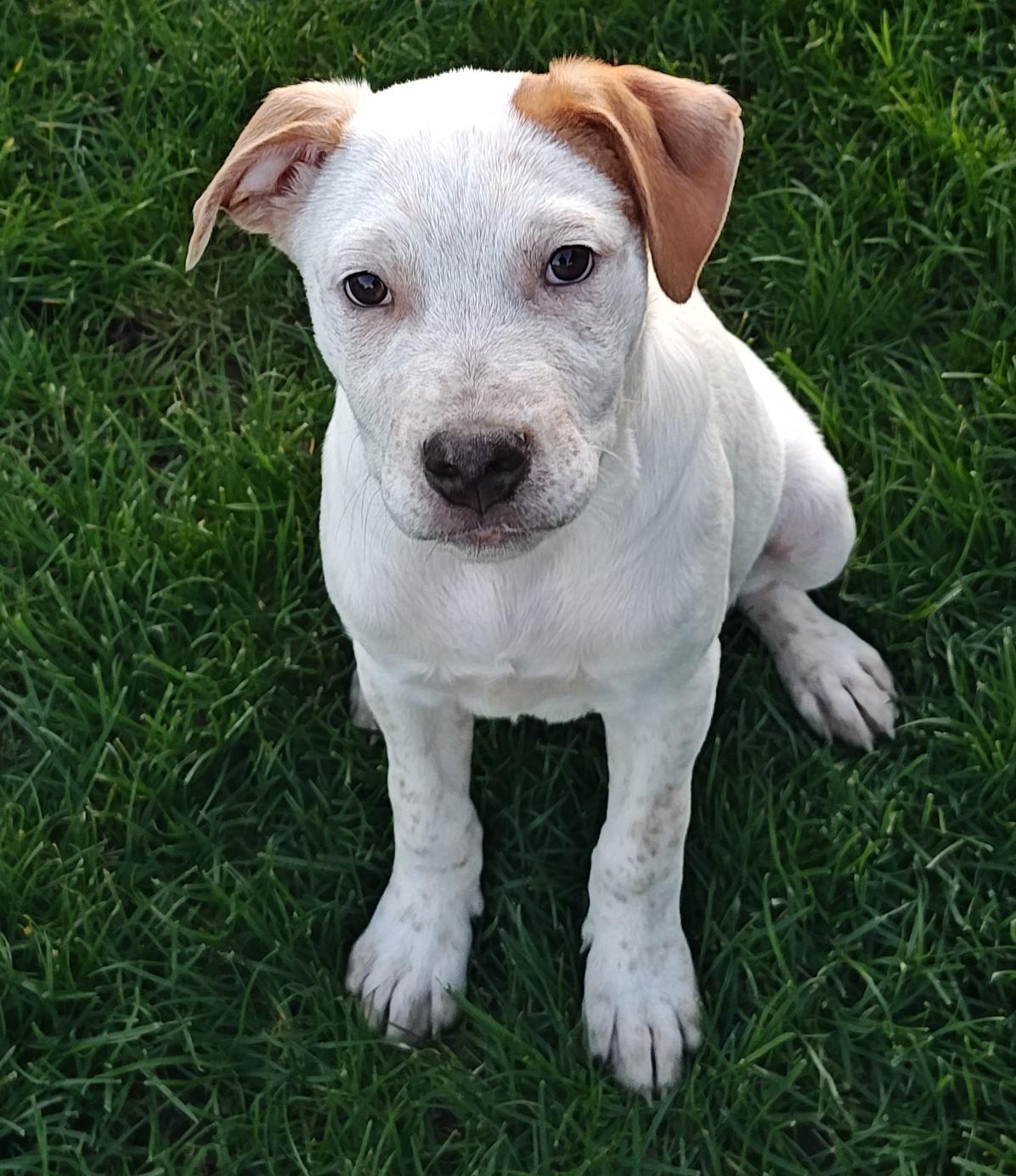Enlarge Hamlet, a ADOPTABLE mixed breed in Bellingham, WA image 4/6