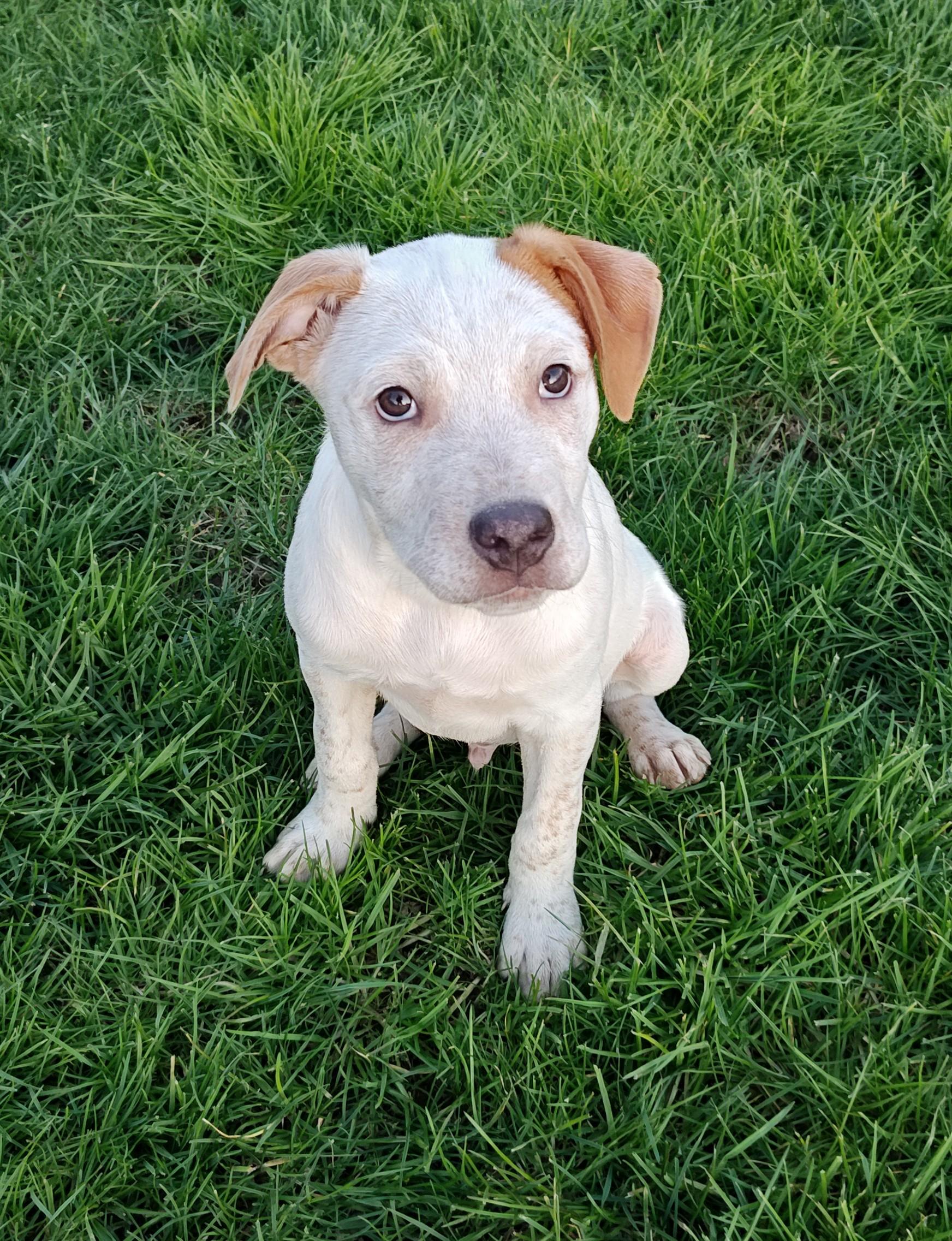 Enlarge Hamlet, a ADOPTABLE mixed breed in Bellingham, WA image 3/6