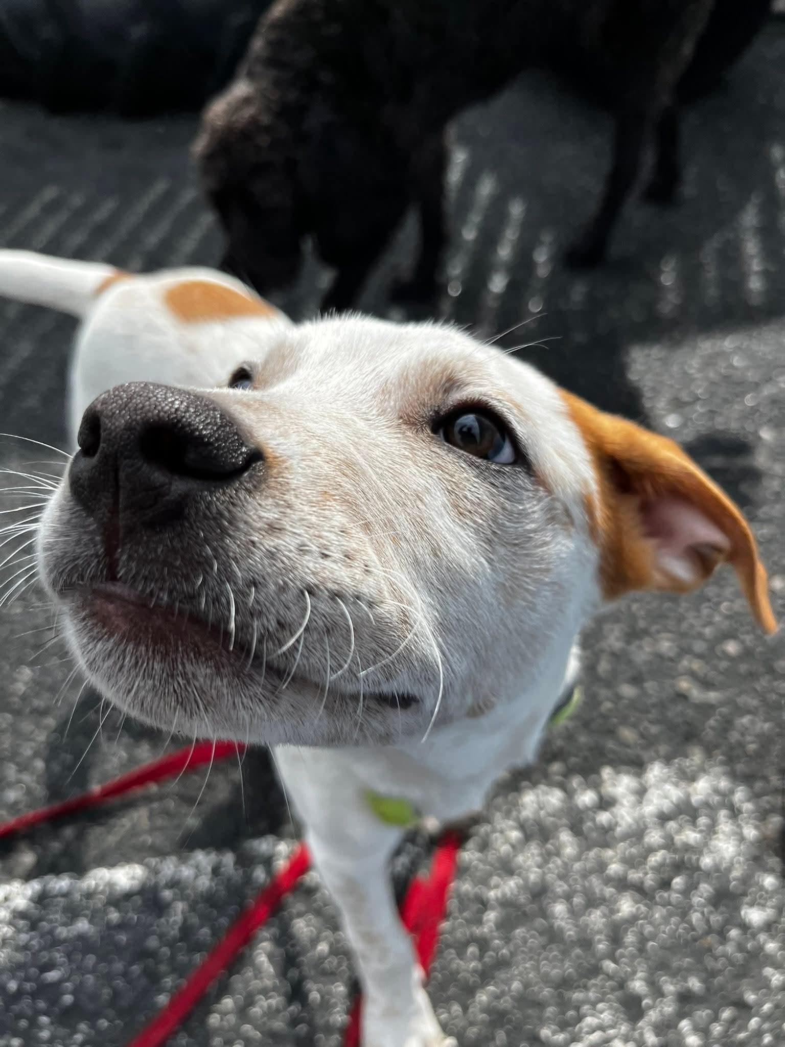 Enlarge Hamlet, a ADOPTABLE mixed breed in Bellingham, WA image 2/6