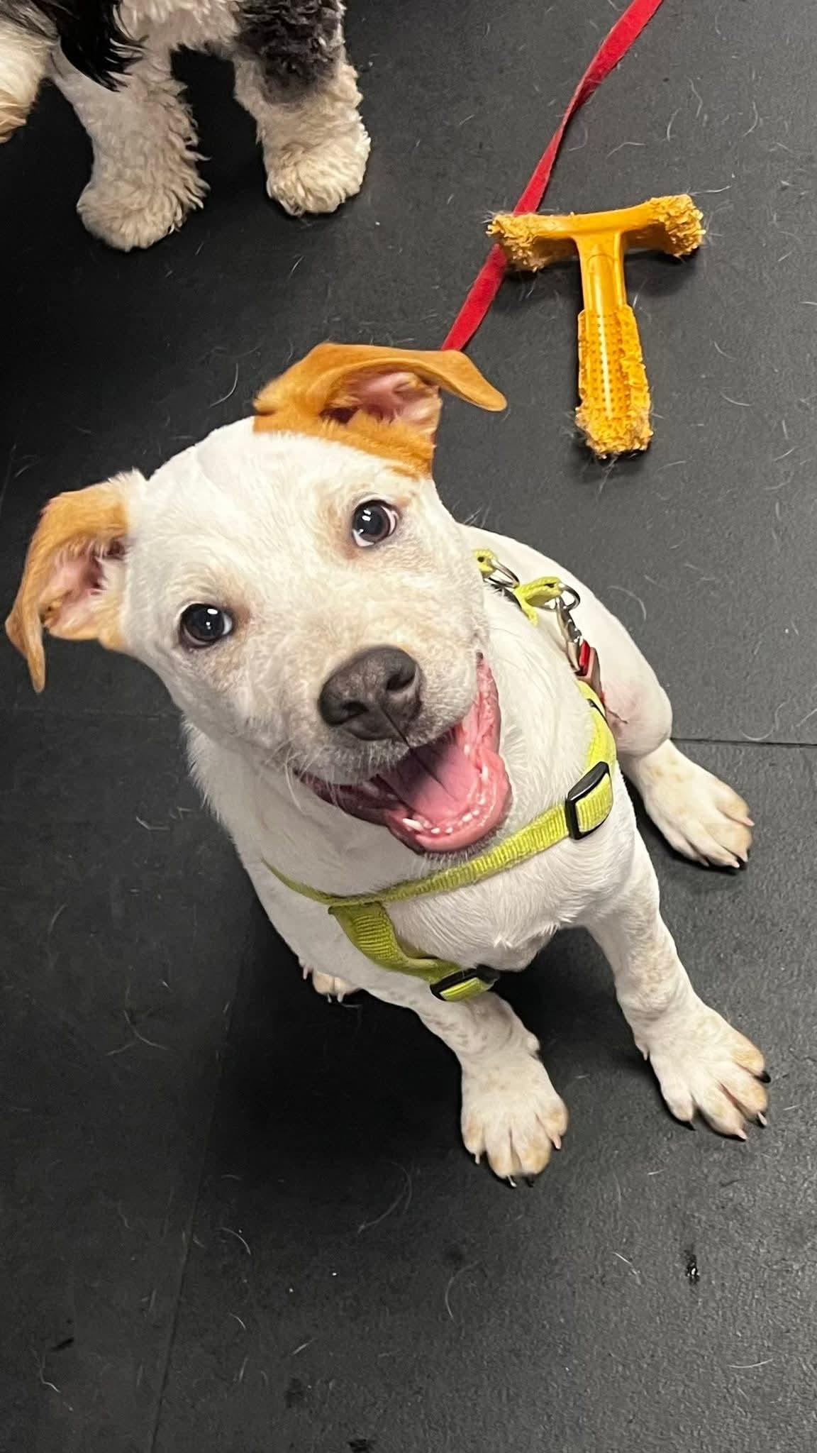 Enlarge Hamlet, a ADOPTABLE mixed breed in Bellingham, WA image 1/6