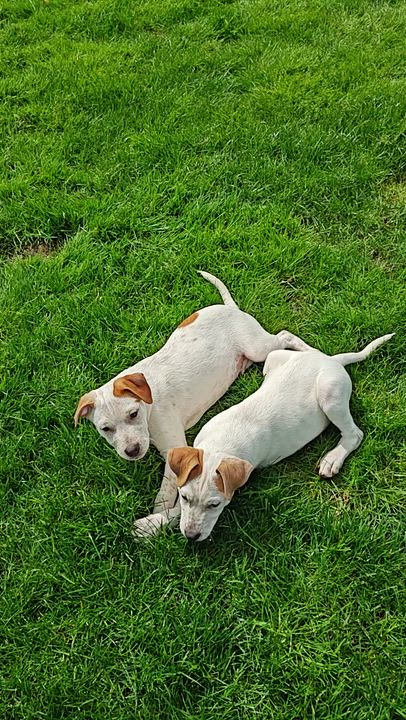Enlarge Hamlet, a ADOPTABLE mixed breed in Bellingham, WA video 6/6