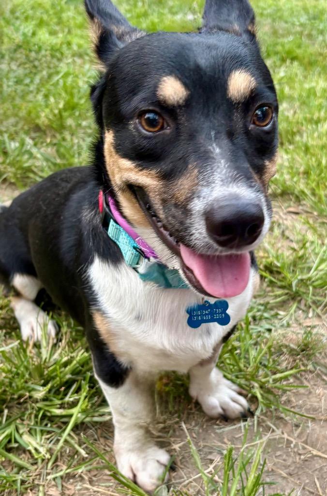 Enlarge Tucker, a Adoptable mixed breed in Indianapolis, IN image 1/1