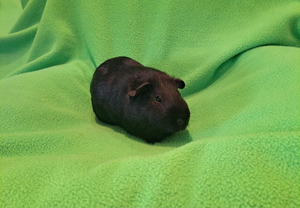 Watusi, Adoptable, Adult Male Guinea Pig & Guinea Pig.
