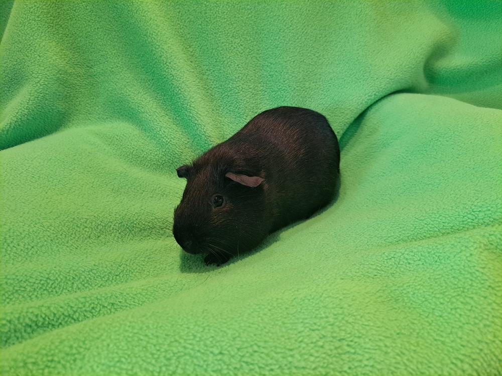 Watusi, a Adoptable mixed breed in South Bend, IN image 2/2