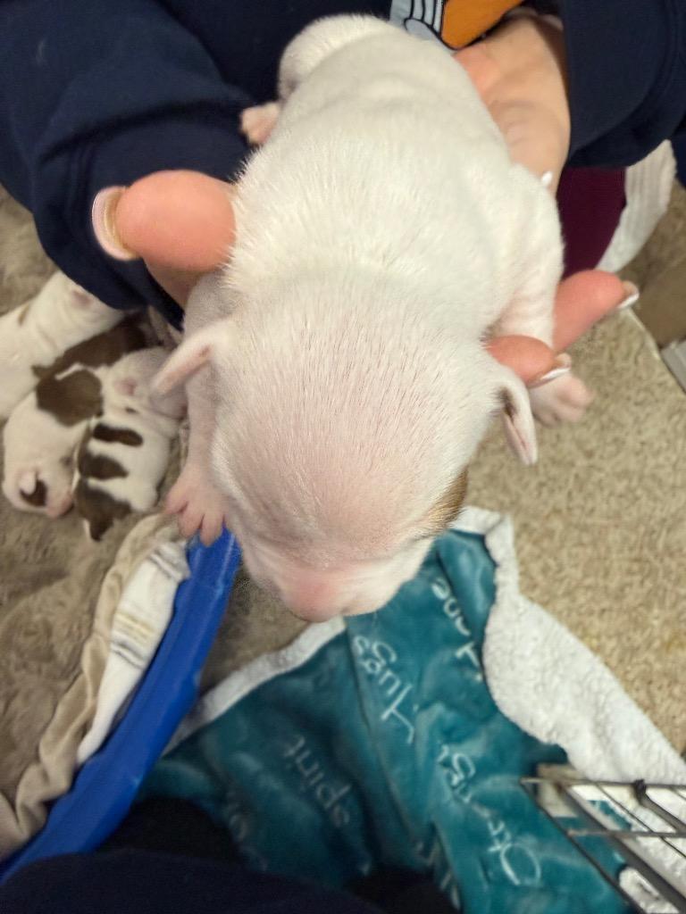 Cedric, Adoptable, Puppy Male Pit Bull Terrier & Mixed Breed.