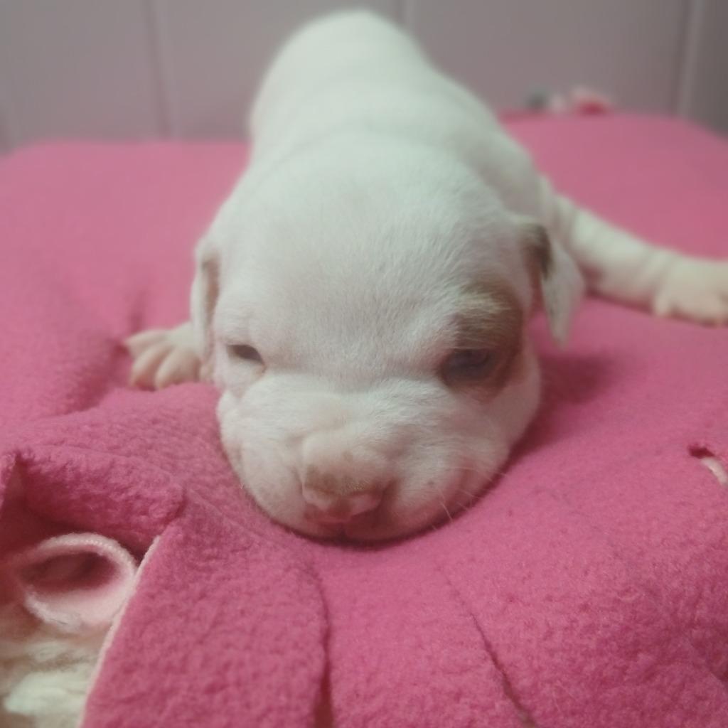 Enlarge Cedric, a Adoptable mixed breed in Utica, MI image 2/5