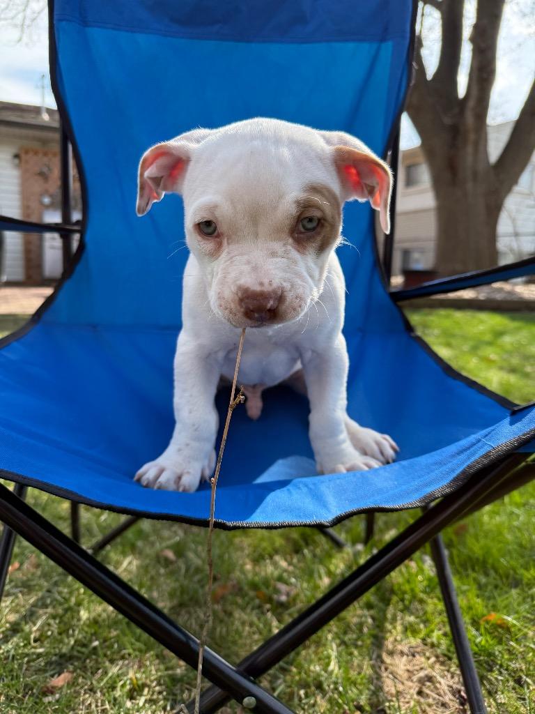 Enlarge Cedric, a Adoptable mixed breed in Utica, MI image 3/5