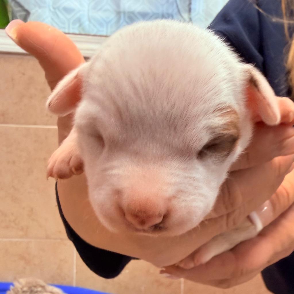 Enlarge Cedric, a Adoptable mixed breed in Utica, MI image 4/5