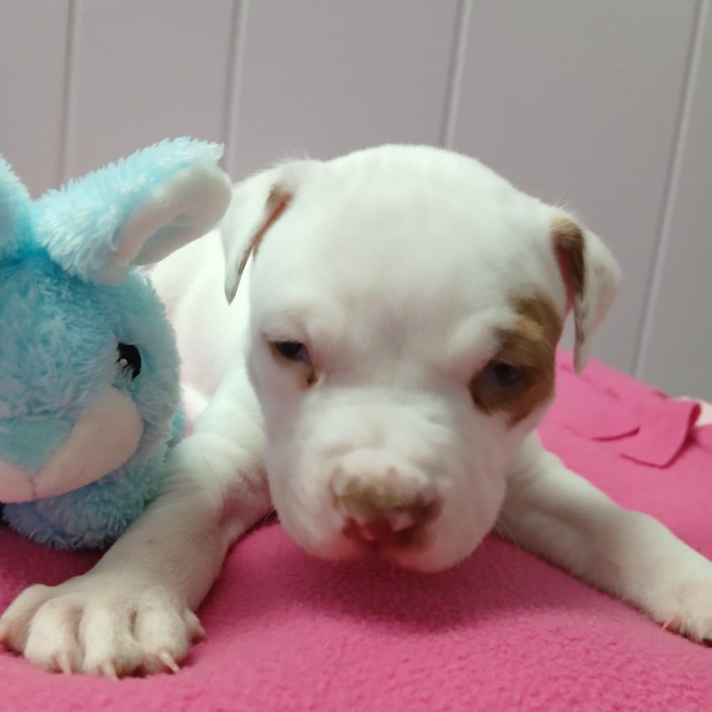 Enlarge Cedric, a Adoptable mixed breed in Utica, MI image 5/5