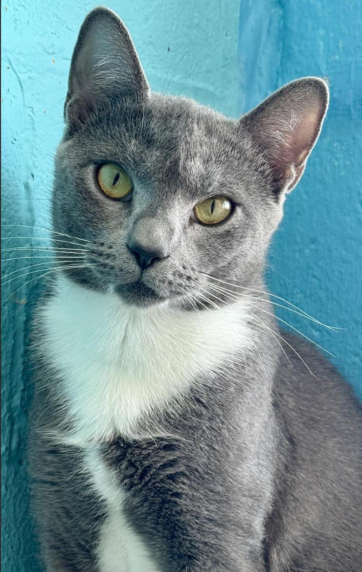 Enlarge Pebbles, a Adoptable Domestic Short Hair in Long Beach, NY image 1/5