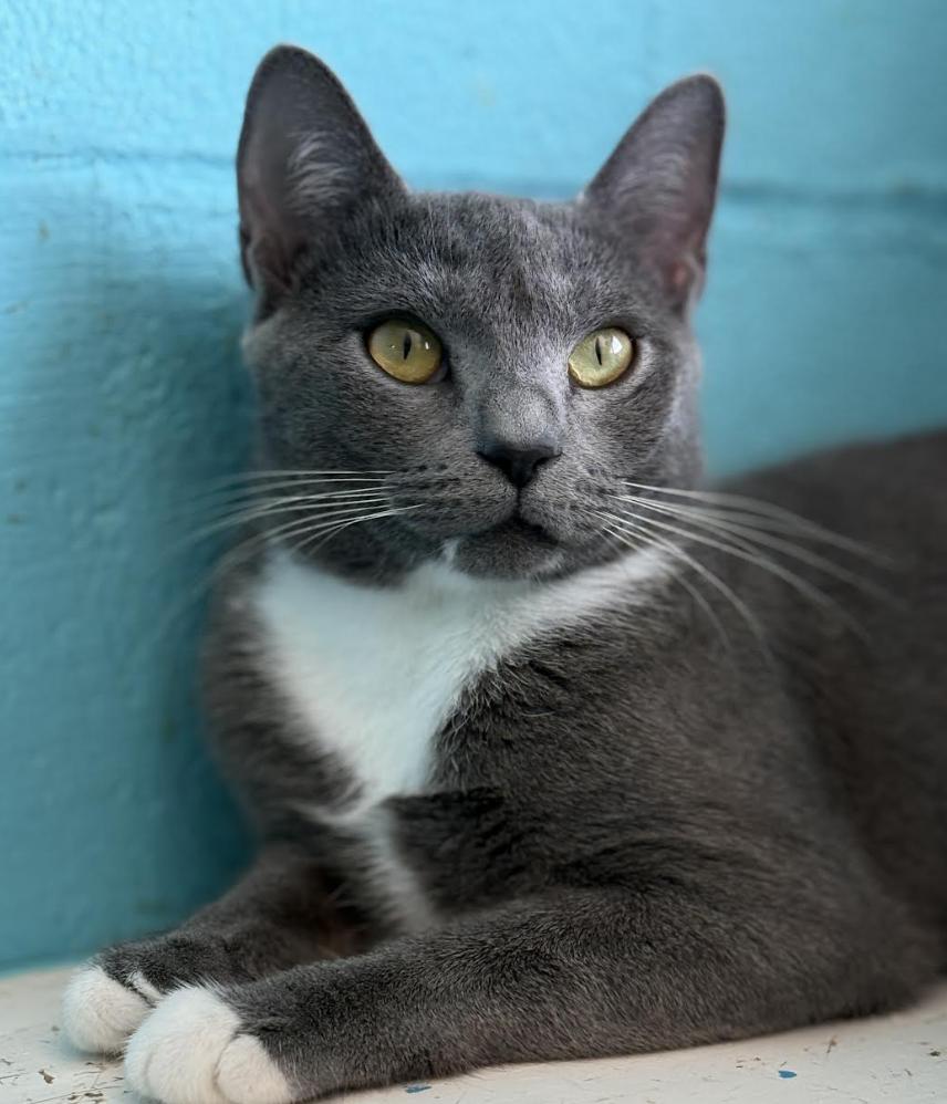 Enlarge Pebbles, a Adoptable Domestic Short Hair in Long Beach, NY image 2/5