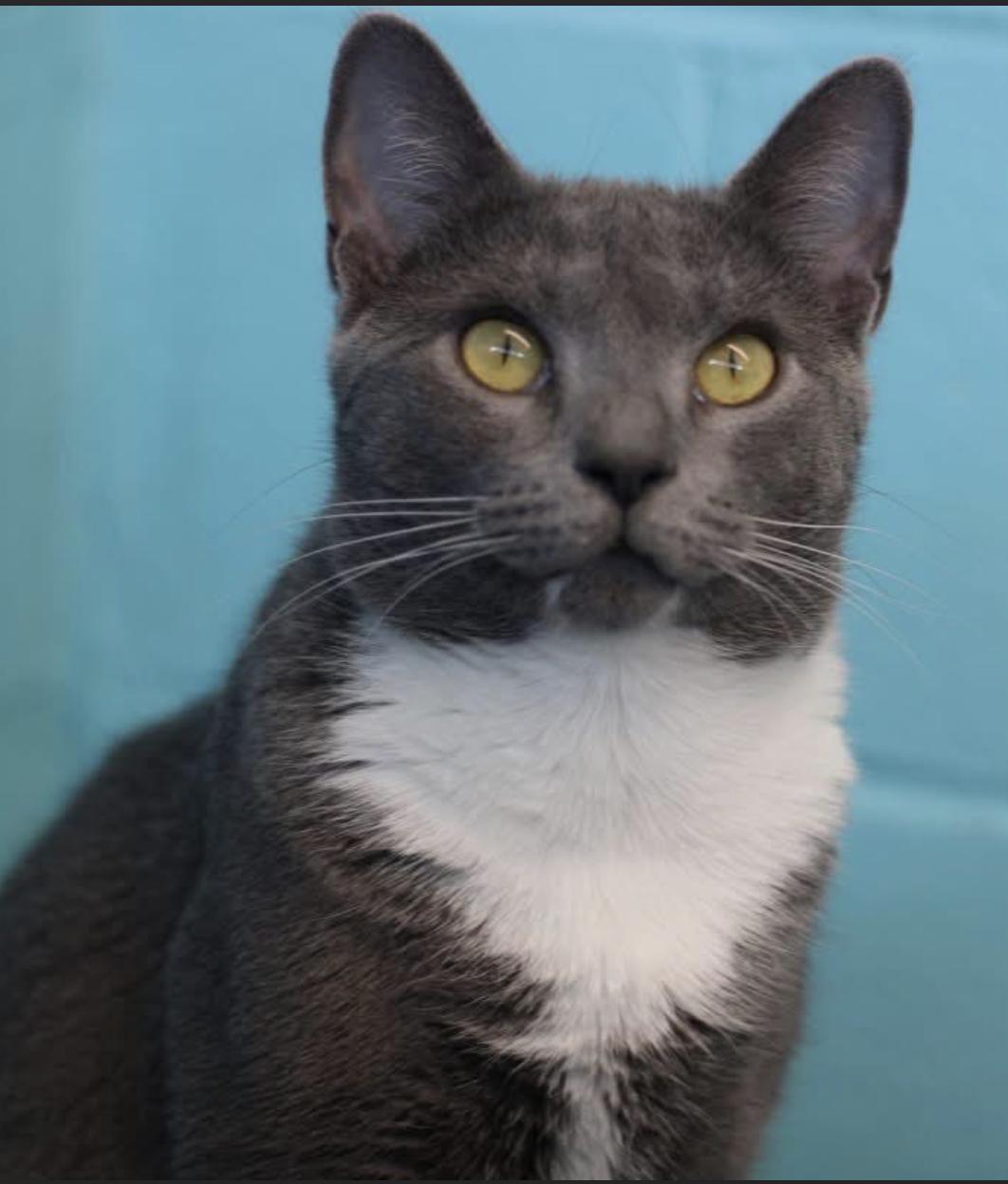 Enlarge Pebbles, a Adoptable Domestic Short Hair in Long Beach, NY image 3/5