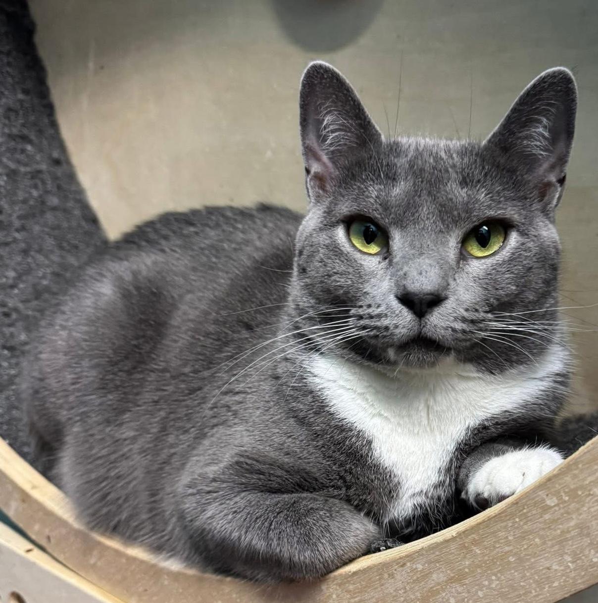 Enlarge Pebbles, a Adoptable Domestic Short Hair in Long Beach, NY image 4/5