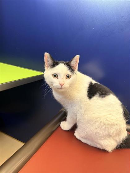 Louise, Adoptable, Young Female Domestic Short Hair & Domestic Short Hair.