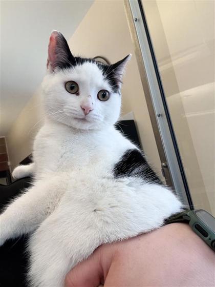 Enlarge Louise, a Adoptable mixed breed in Hutchinson, KS image 3/3