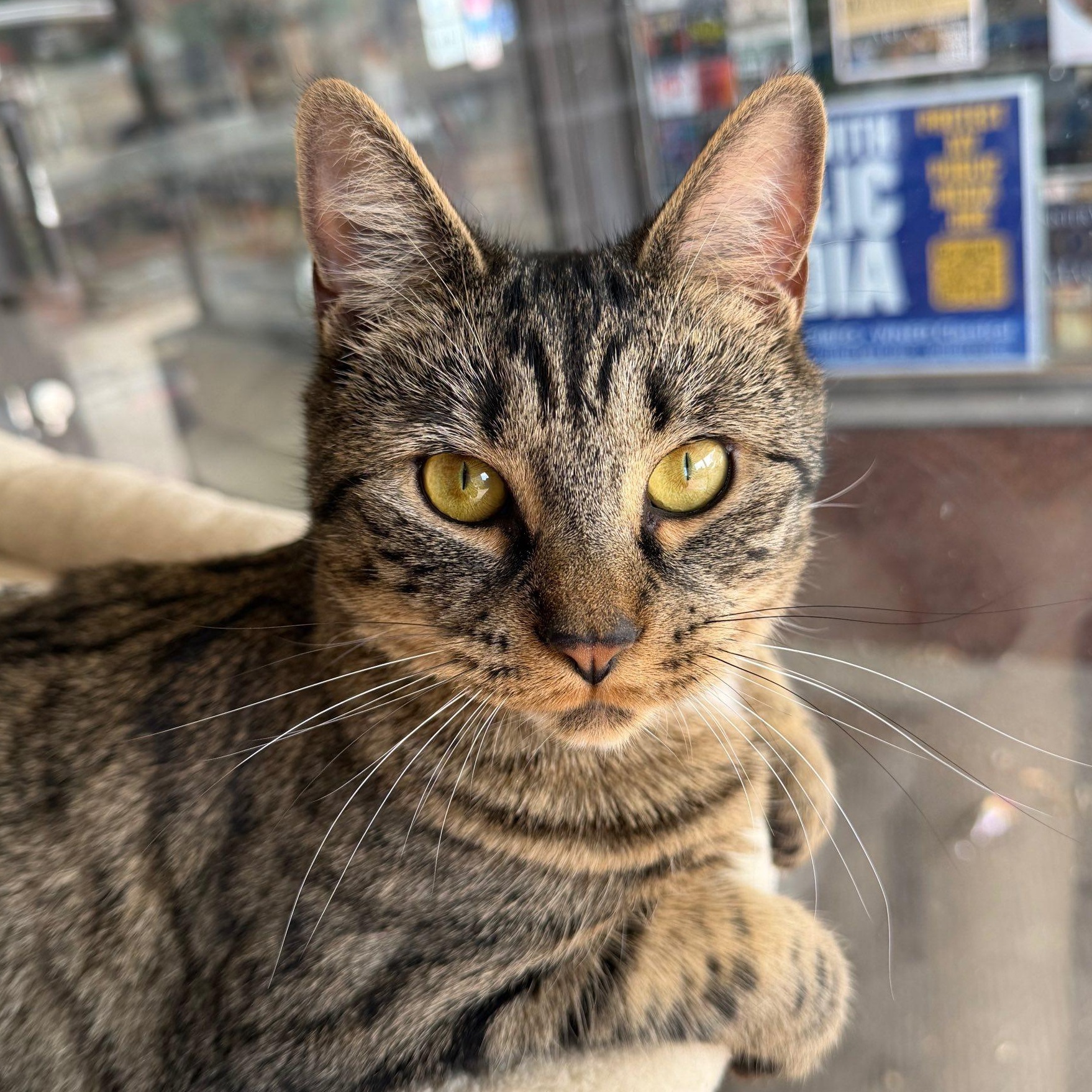 Celeste, Adoptable, Young Female Tabby & Bengal.
