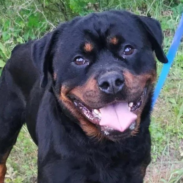 Bronx, a ADOPTABLE Rottweiler in Polk, OH image 2/4