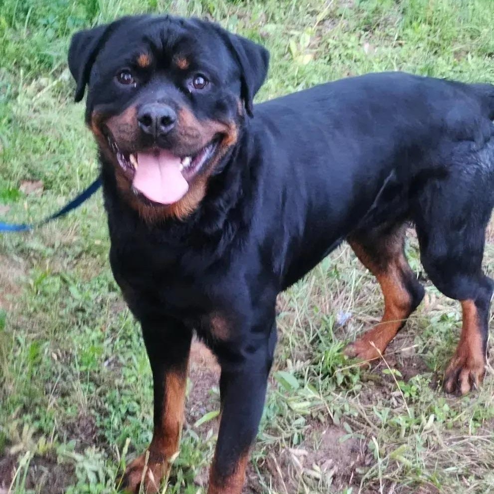 Bronx, ADOPTABLE, Young Male Rottweiler.