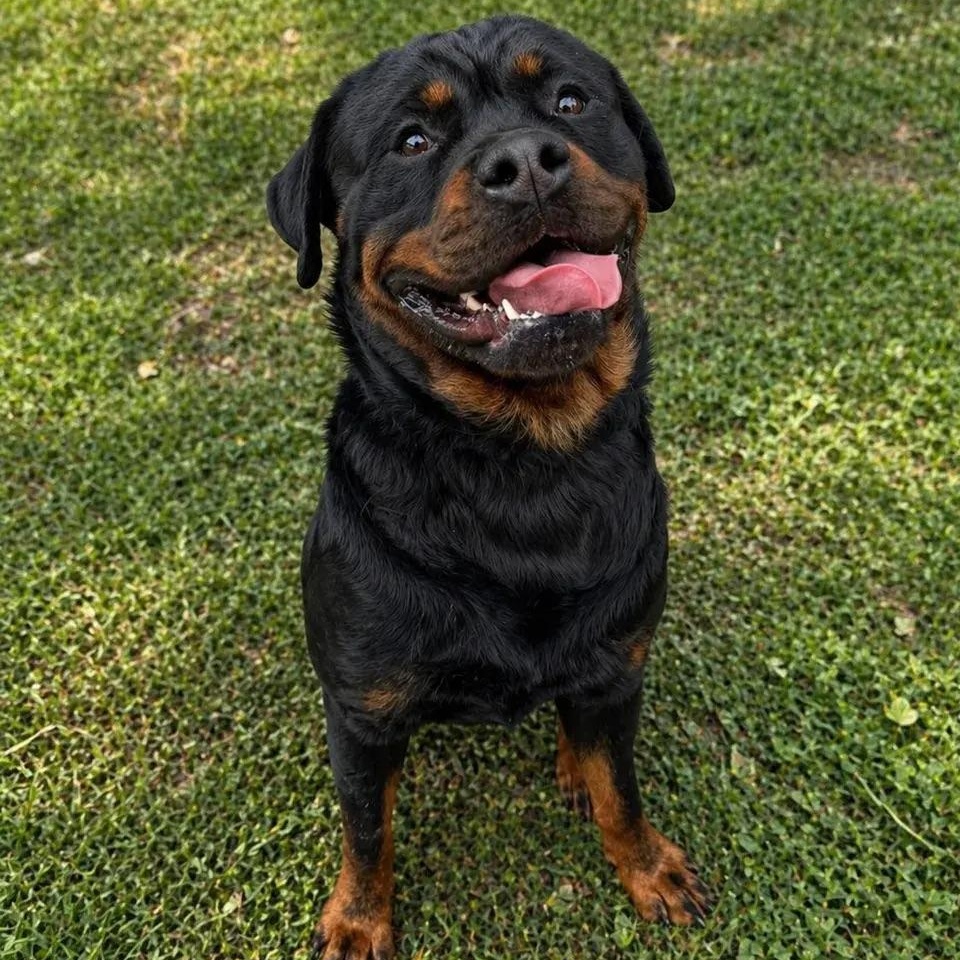 Bronx, a ADOPTABLE Rottweiler in Polk, OH image 3/4