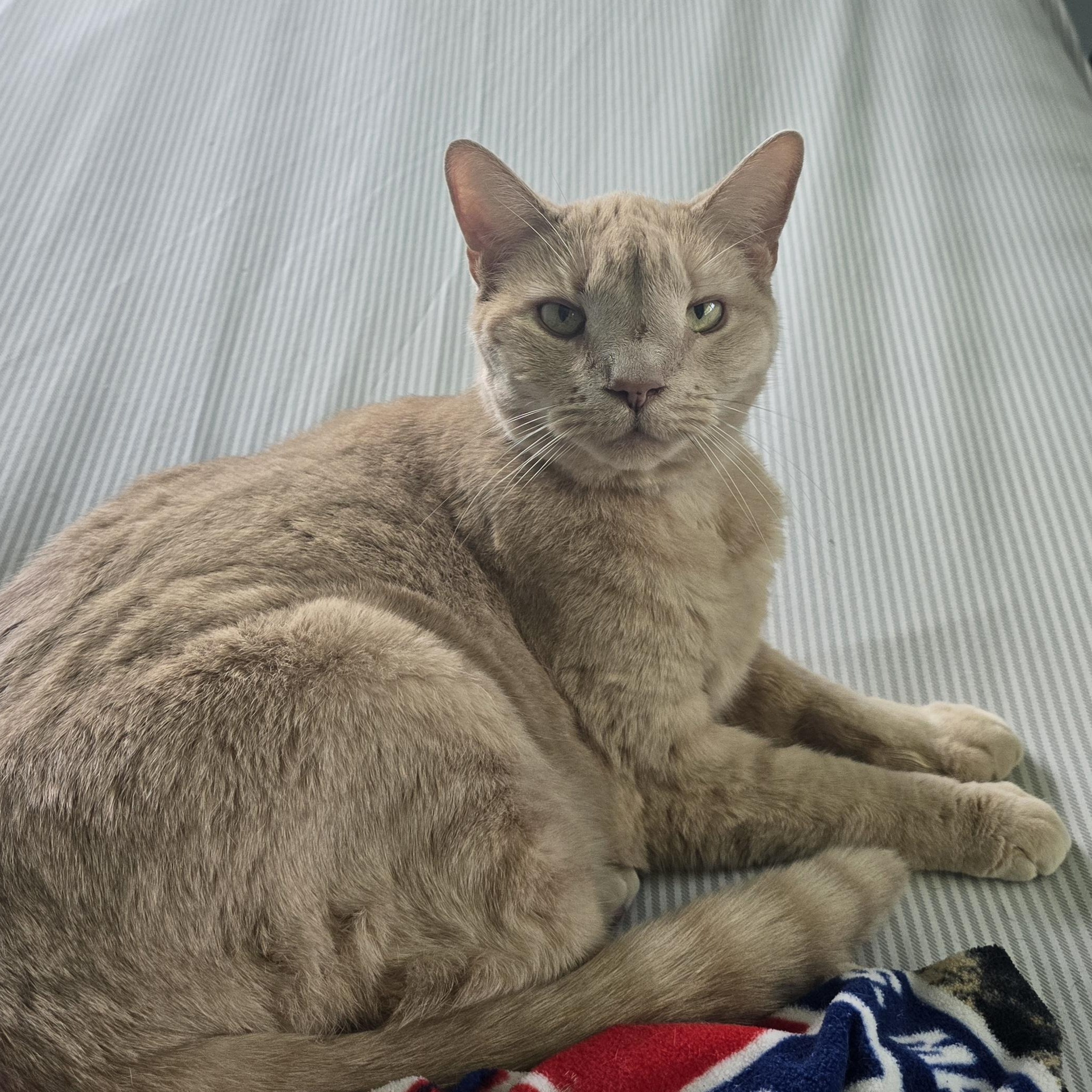 Gus (Courtesy Post), ADOPTABLE, Adult Male Domestic Short Hair.