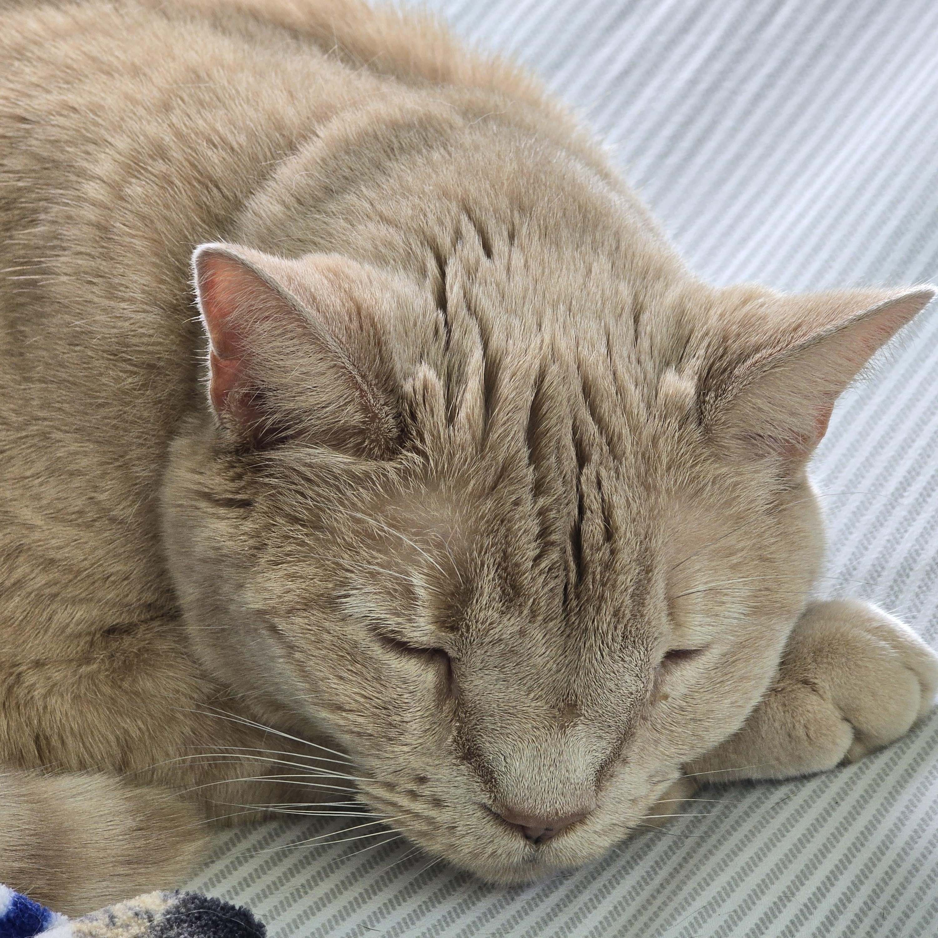 Gus (Courtesy Post), a ADOPTABLE Domestic Short Hair in Oswego, NY image 4/4