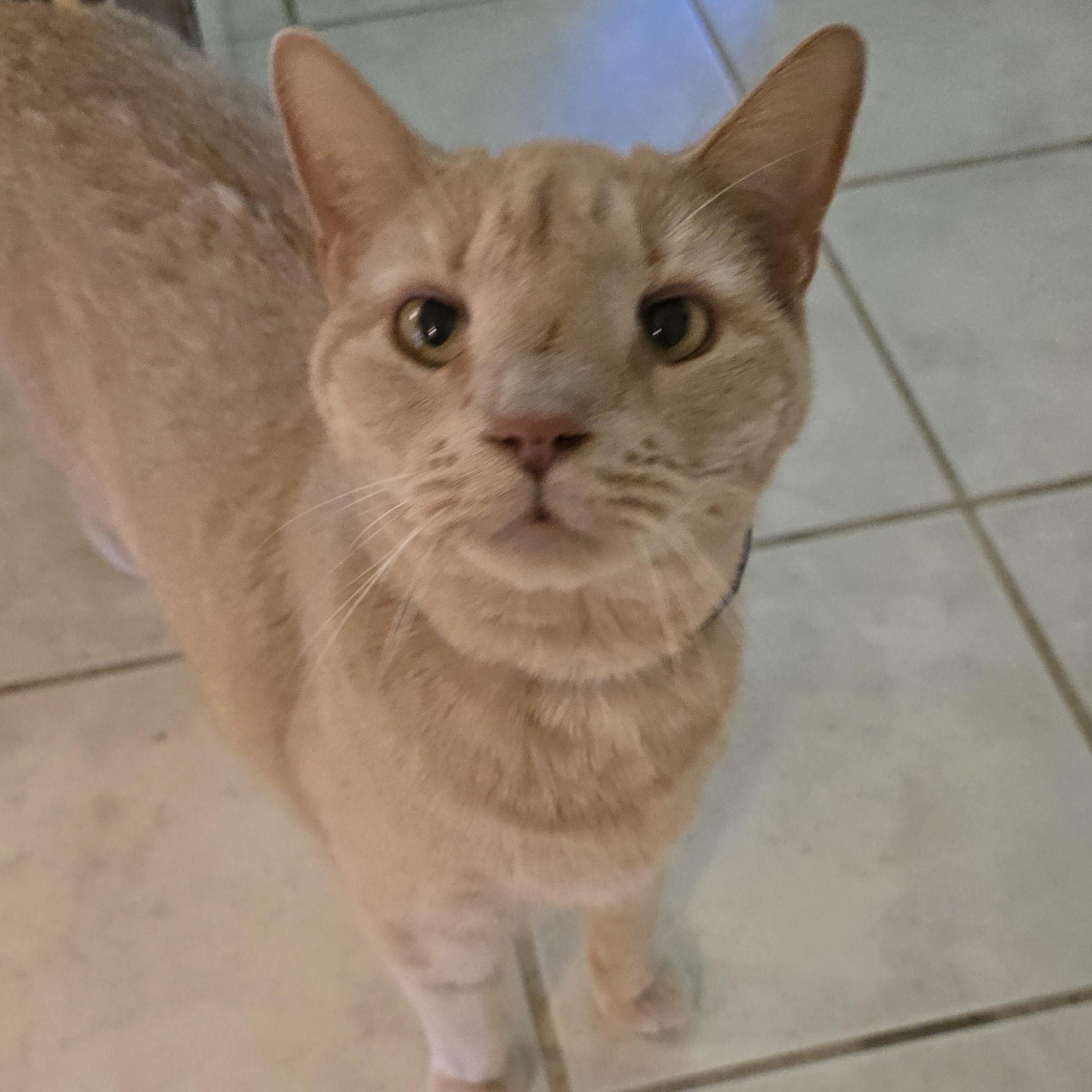 Gus (Courtesy Post), a ADOPTABLE Domestic Short Hair in Oswego, NY image 2/4