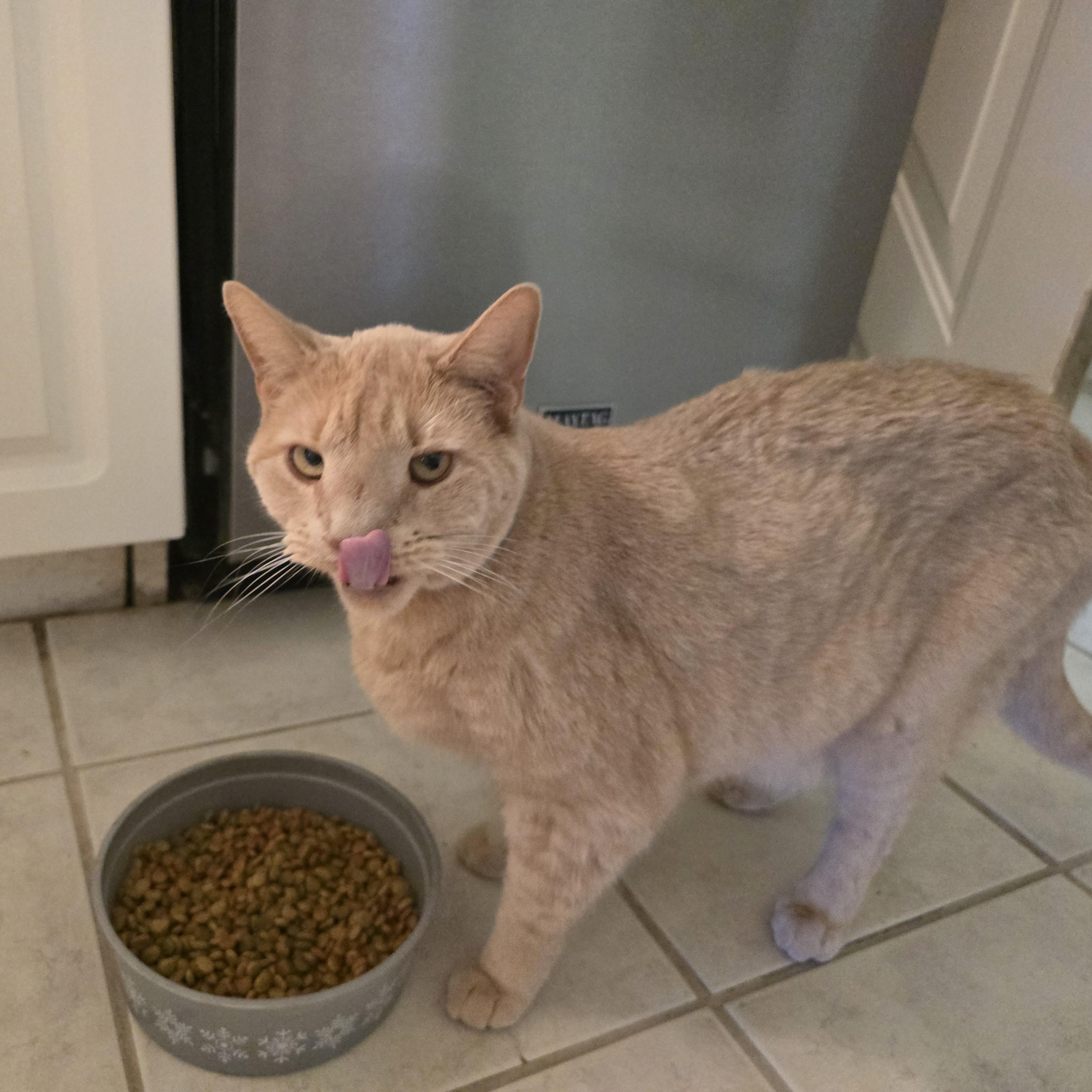Gus (Courtesy Post), a ADOPTABLE Domestic Short Hair in Oswego, NY image 3/4