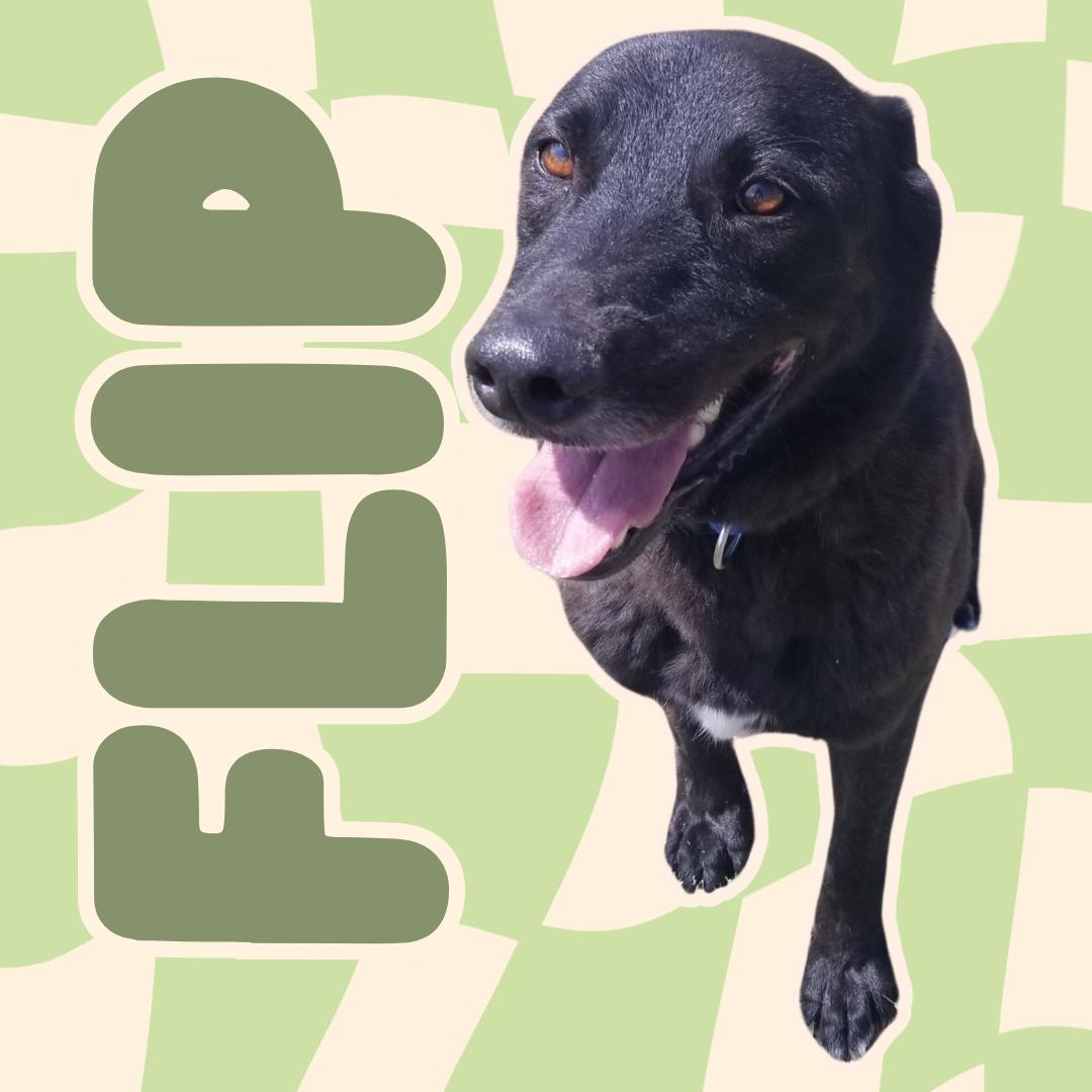 Flip, Adult Male Black Labrador Retriever