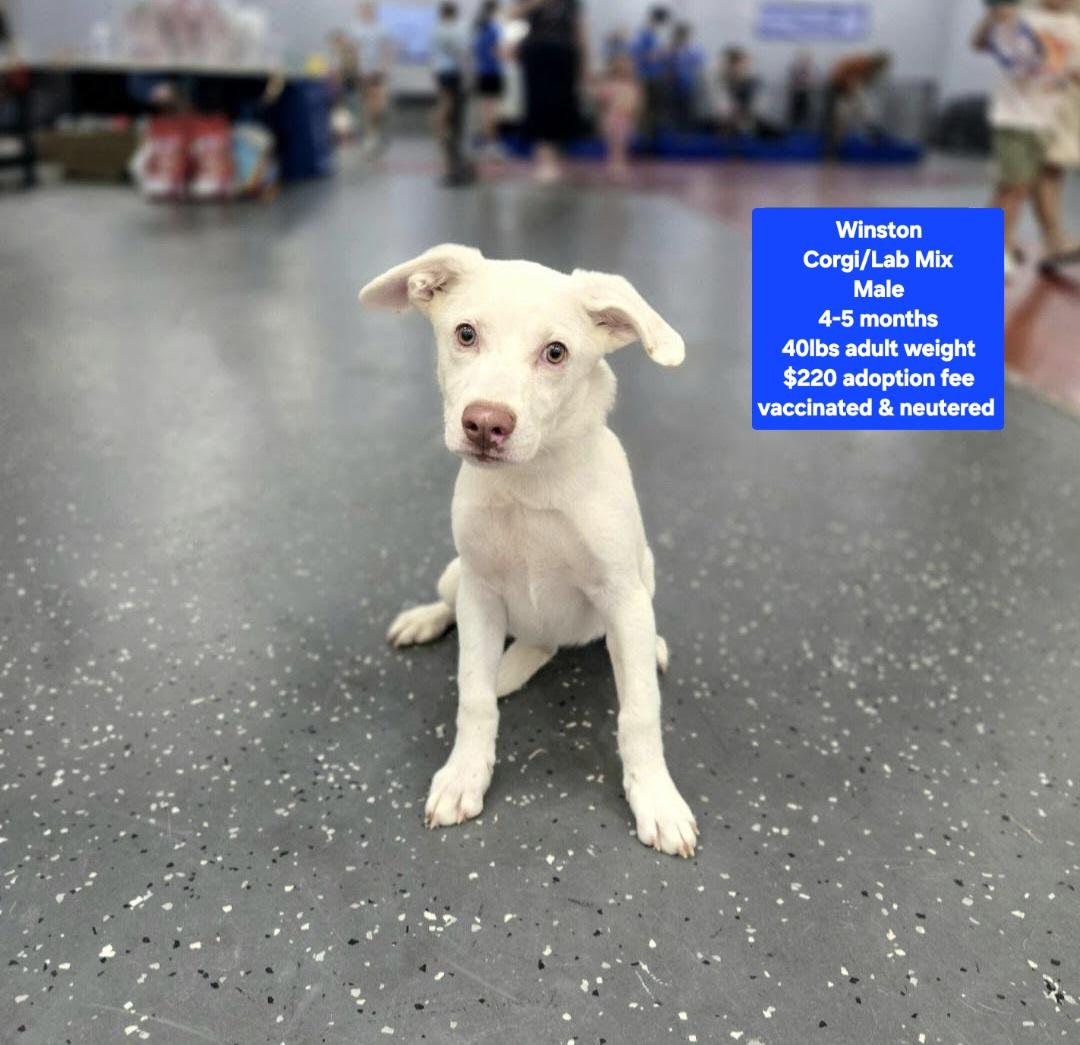Winston, Adoptable, Puppy Male Corgi & Labrador Retriever.