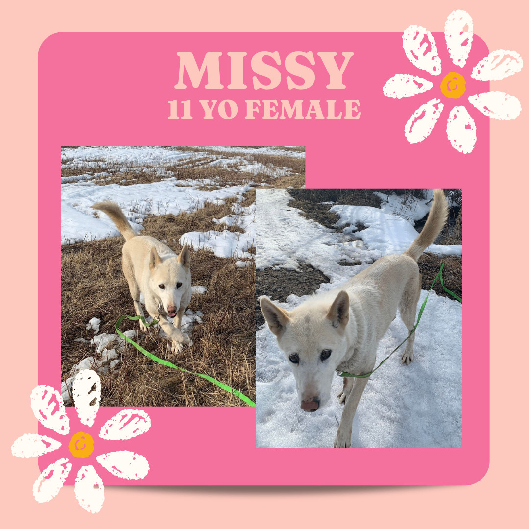 Missy, Senior Female Husky