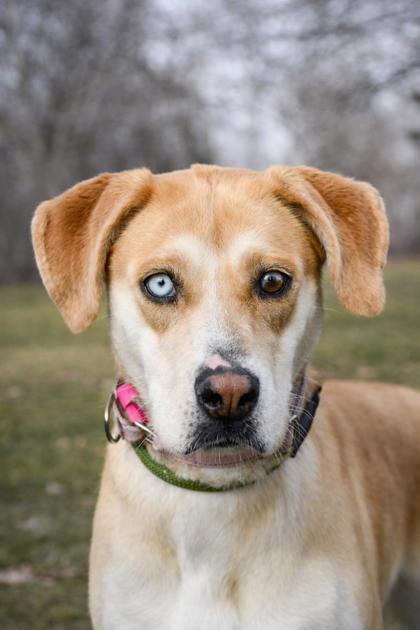 Enlarge Marla, a Adoptable mixed breed in Yakima, WA image 1/3