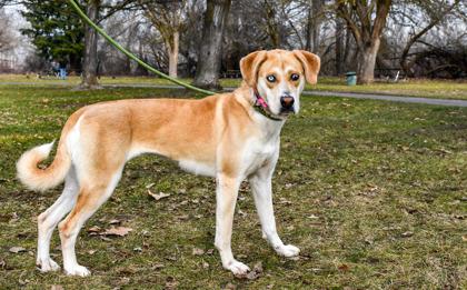 Enlarge Marla, a Adoptable mixed breed in Yakima, WA image 2/3