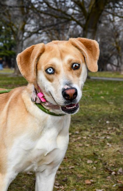 Enlarge Marla, a Adoptable mixed breed in Yakima, WA image 2/3