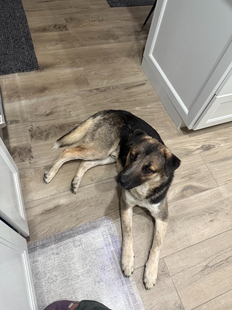 Rocky, Adoptable, Young Male German Shepherd Dog.