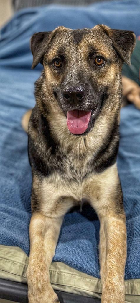 Enlarge Rocky, a Adoptable German Shepherd Dog in Tehachapi, CA image 2/3