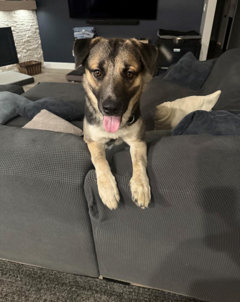 Enlarge Rocky, a Adoptable German Shepherd Dog in Tehachapi, CA image 3/3