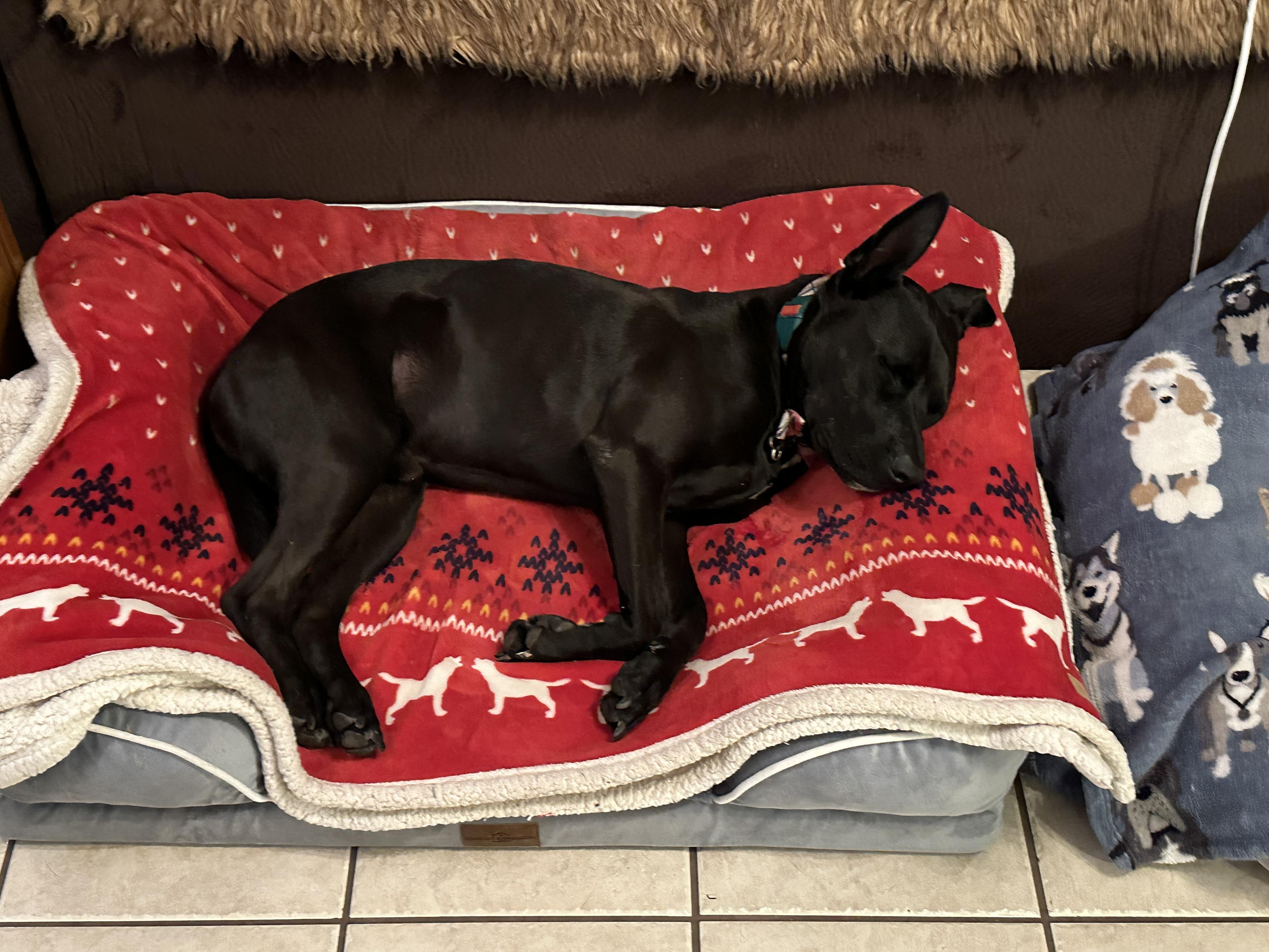 Enlarge Luke, I'm all ears, a Adoptable mixed breed in Hudson , NH image 1/4