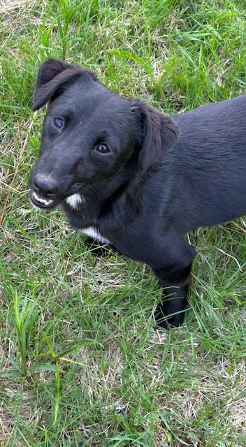 Milo photo 4