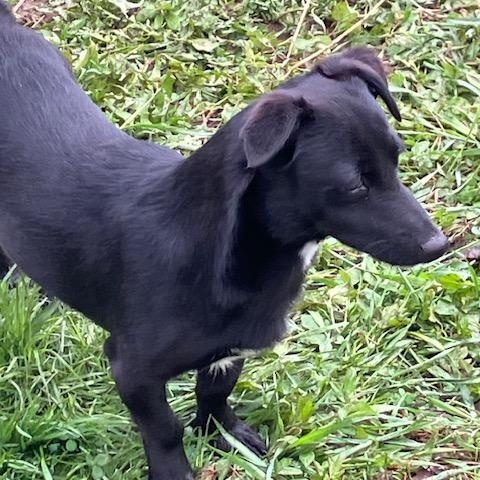 Milo photo 2