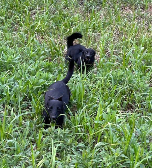 Milo photo 5