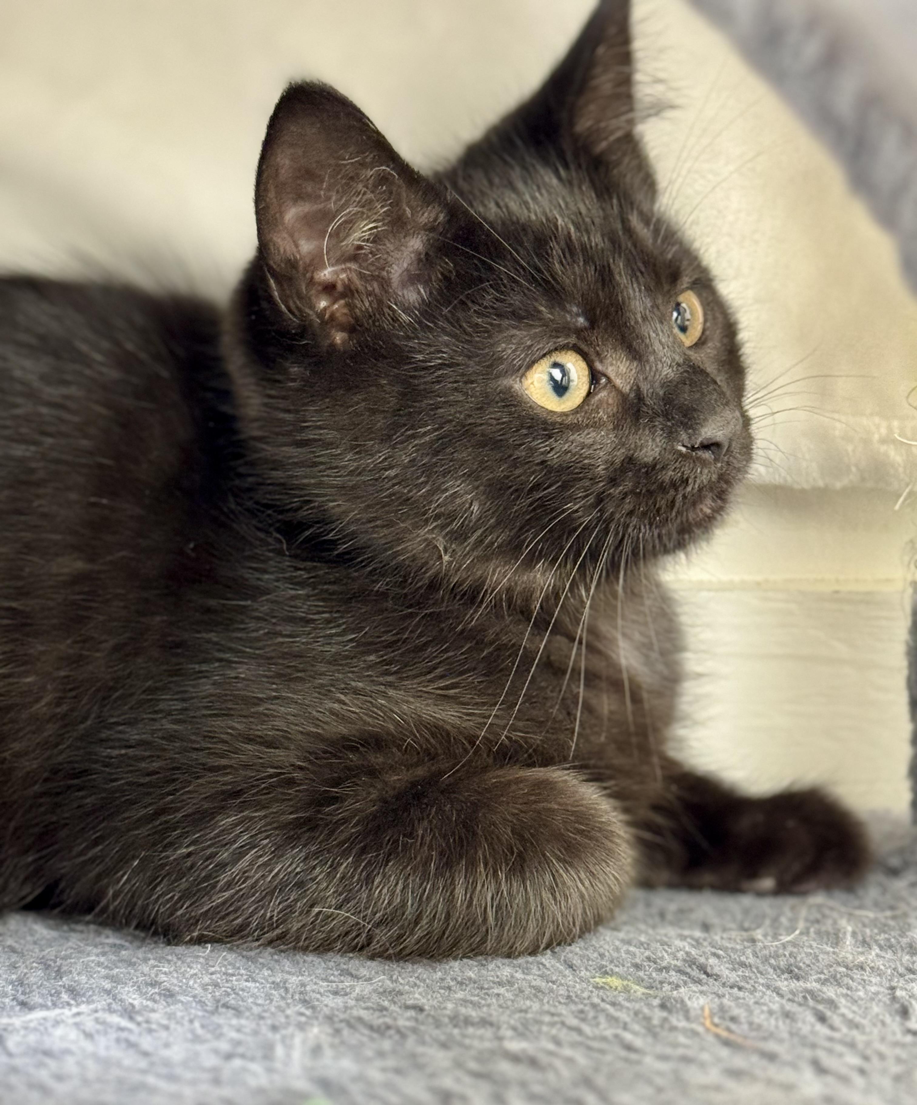 Enlarge Niko, charming & curious- best baby., a Adoptable mixed breed in Bonney Lake, WA image 4/5