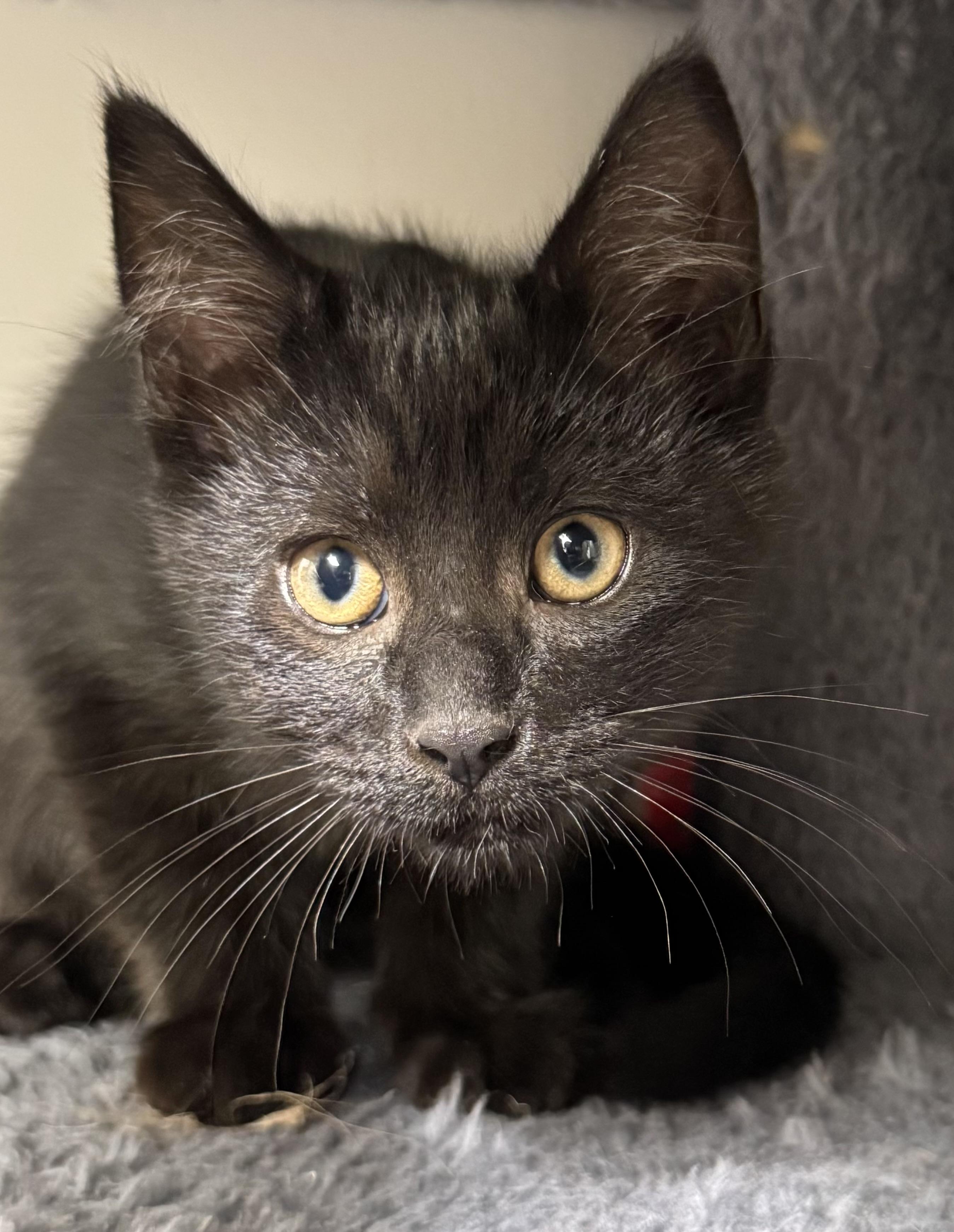 Enlarge Niko, charming & curious- best baby., a Adoptable mixed breed in Bonney Lake, WA image 3/5