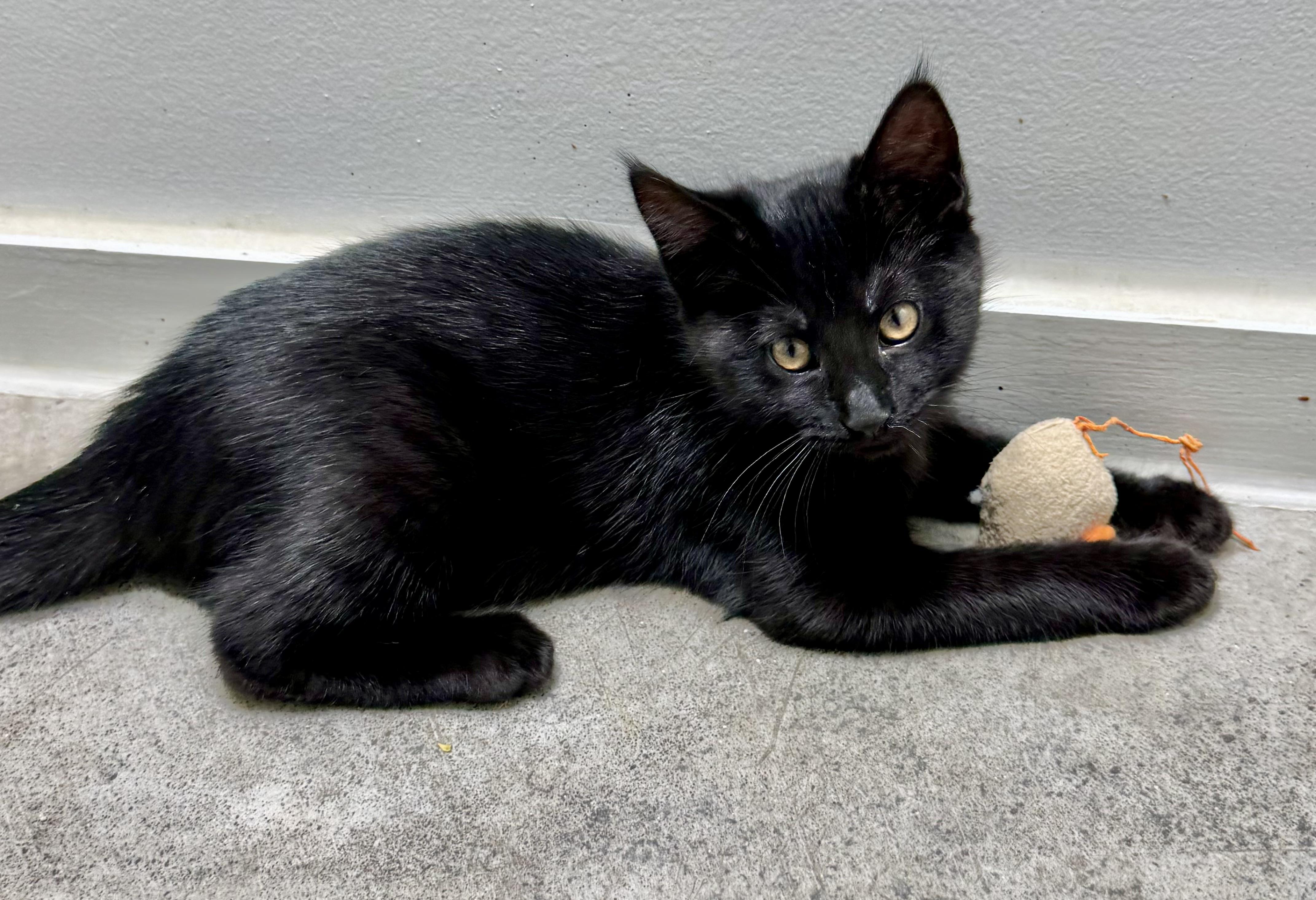 Enlarge Niko, charming & curious- best baby., a Adoptable mixed breed in Bonney Lake, WA image 5/5