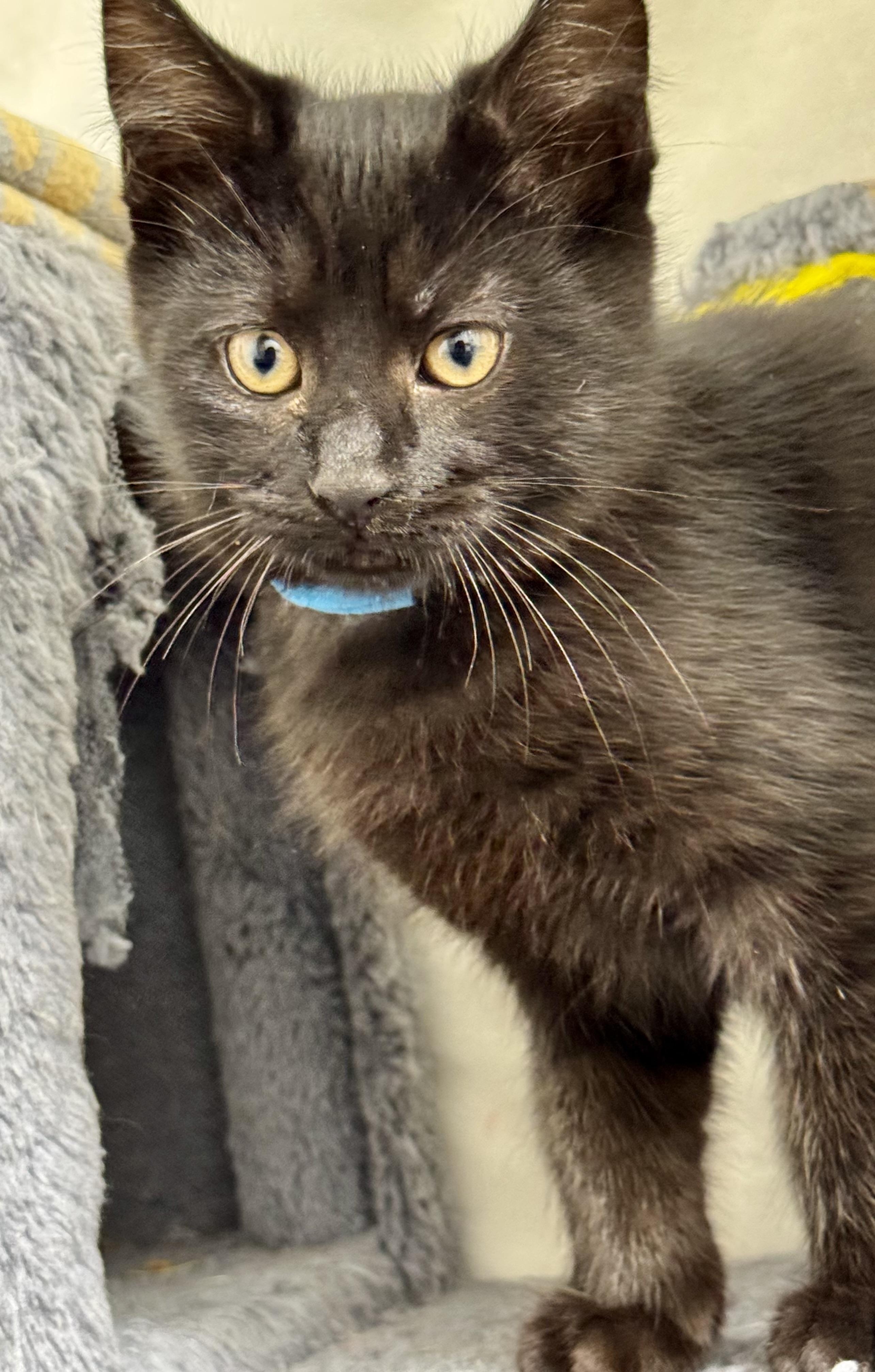 Enlarge Niko, charming & curious- best baby., a Adoptable mixed breed in Bonney Lake, WA image 2/5