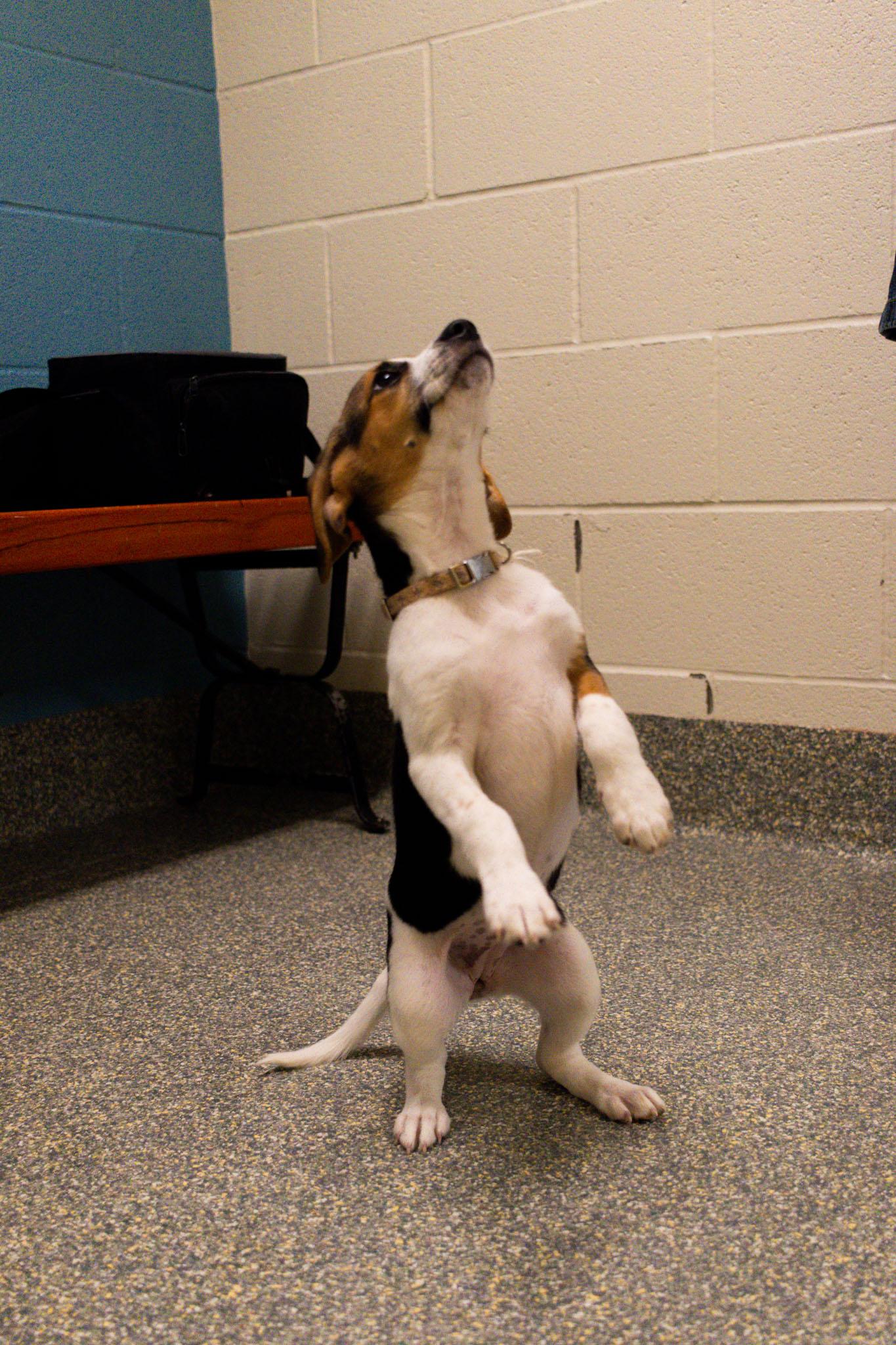 Quilt, adopted, Puppy Female Beagle & Corgi.