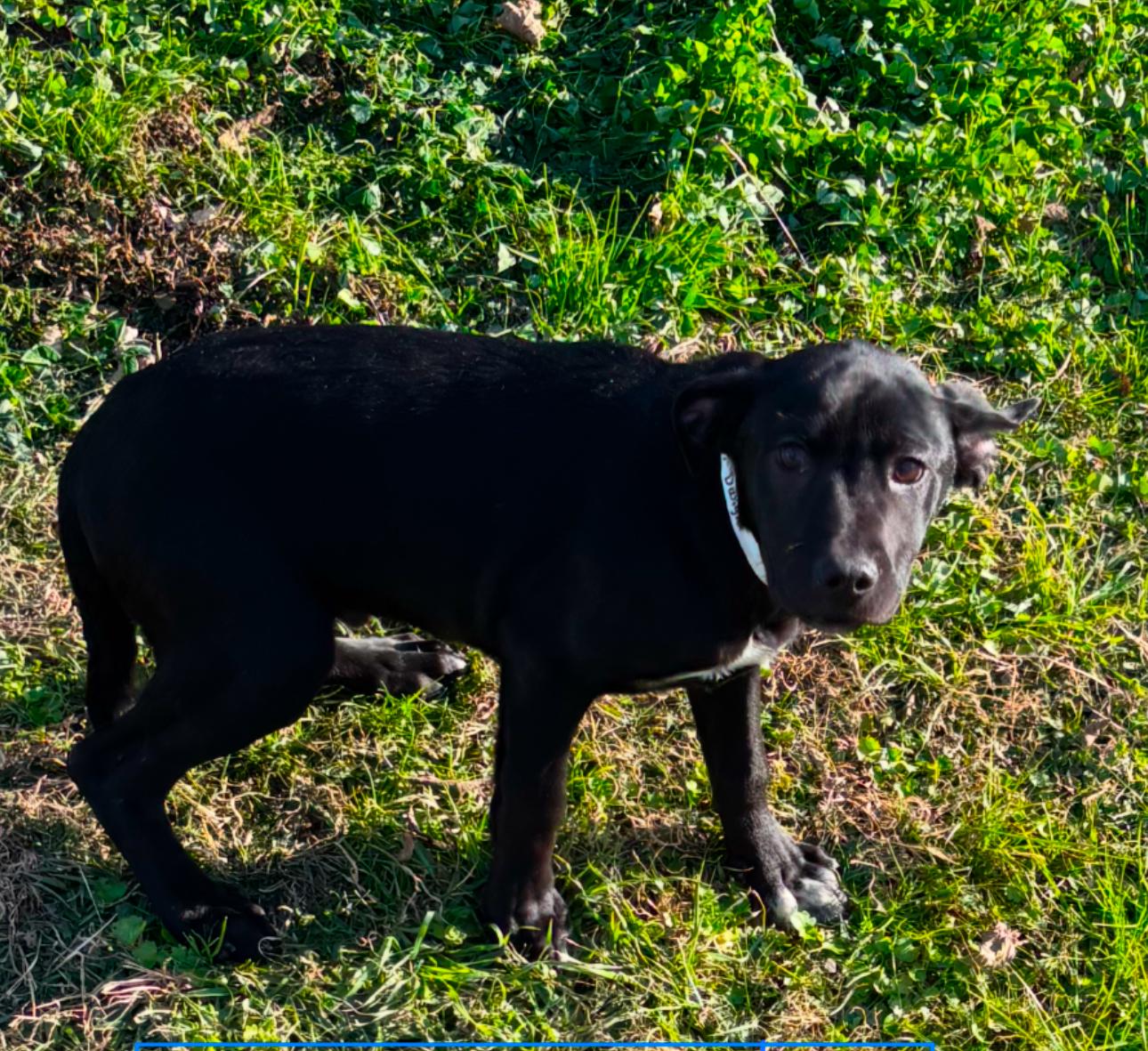 Dwight, Baby Male Black Labrador Retriever