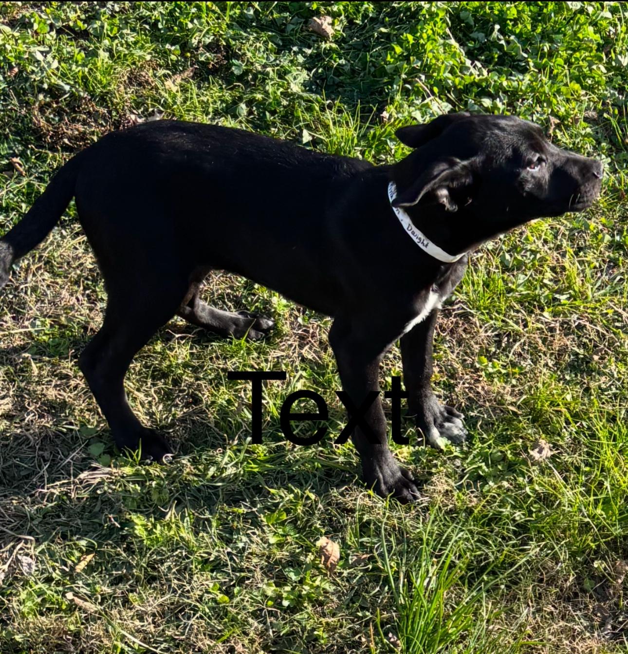 Dwight, a Adoptable mixed breed in Westerly, RI image 1/2