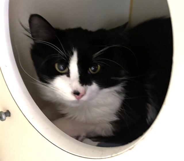 Enlarge PATCH, a Adoptable Domestic Long Hair in Dedham, MA image 1/1