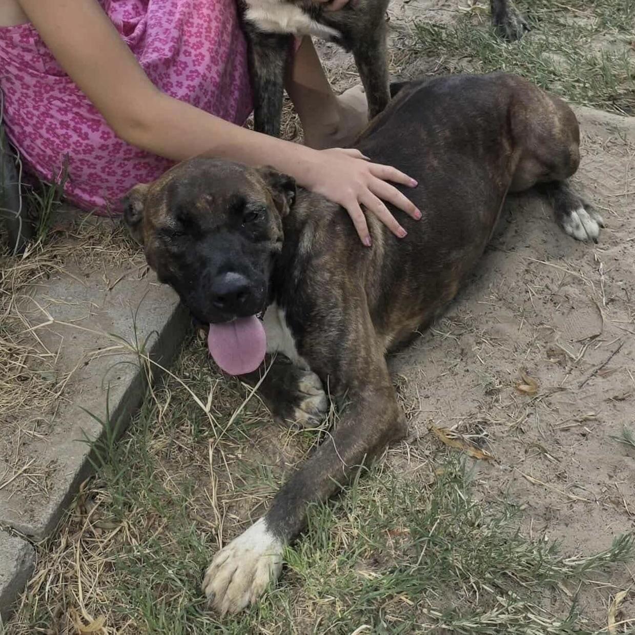 Ziva (20240905-09) **Part of a Bonded Pair**